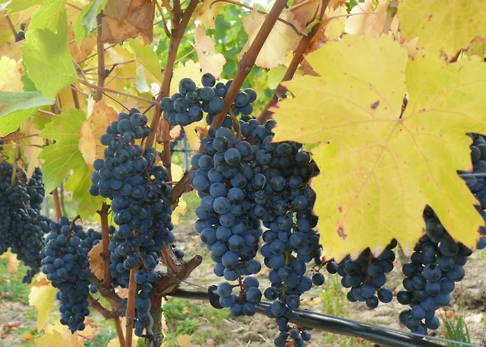 Weingut Herbert Kram 3*